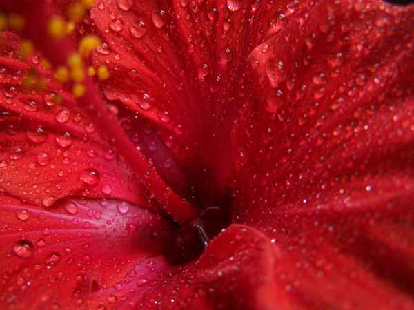 Hibiscus im Regen