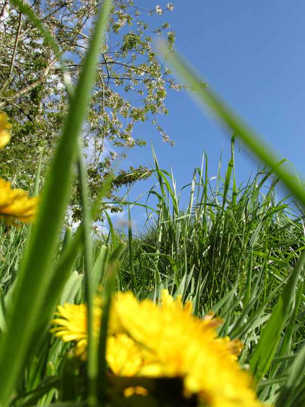 auf der Wiese