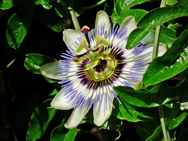 Blaue Passionsblume