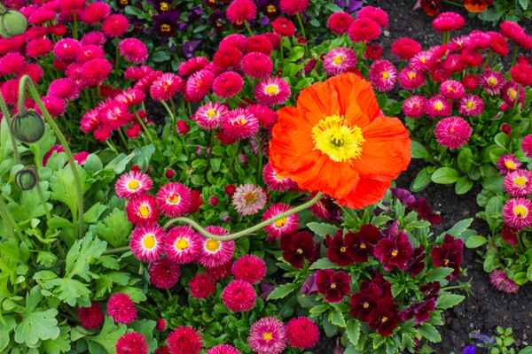 Rote Gänseblümchen mit Mohn