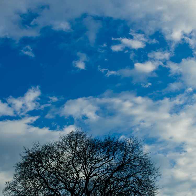ein baum im Meer