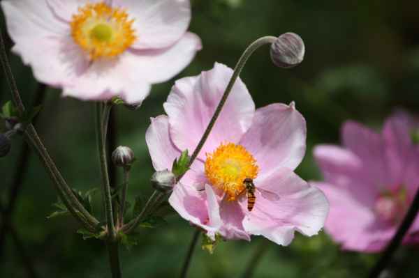 Schwebfliege an Herbstanemone