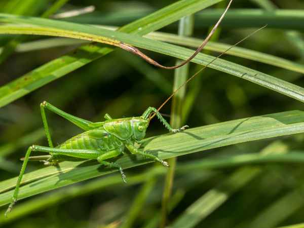 Grünen Heupferd - Nymphe (2)