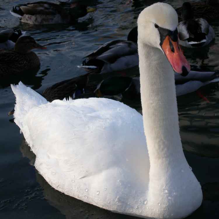 Schwimmende Eleganz