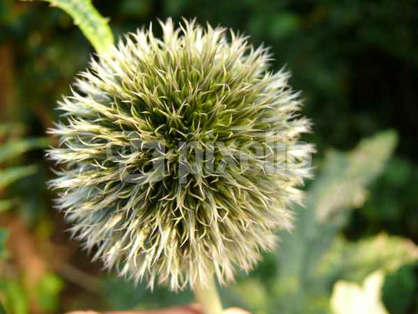 Distelblüte
