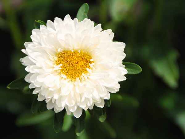 Herz.Blume im Rosengarten 01