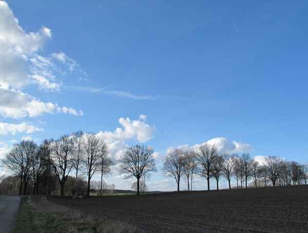 Die Bäume - Alle in einer Reihe