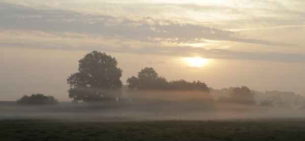 nebel in den wiesen