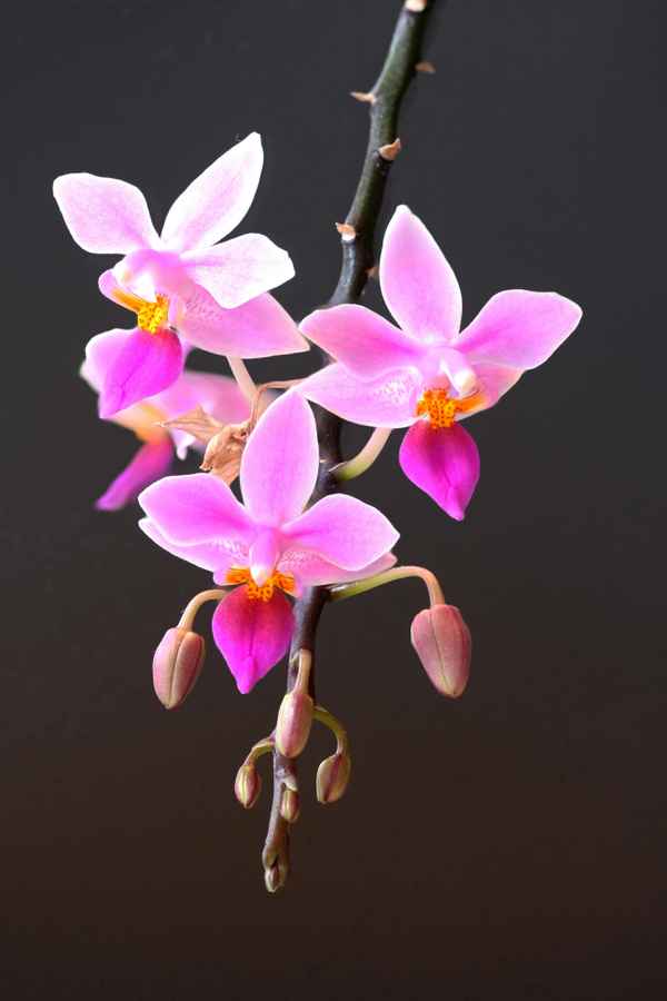 Mini-Phalaenopsis