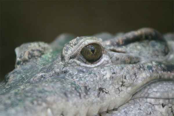 Krokodil