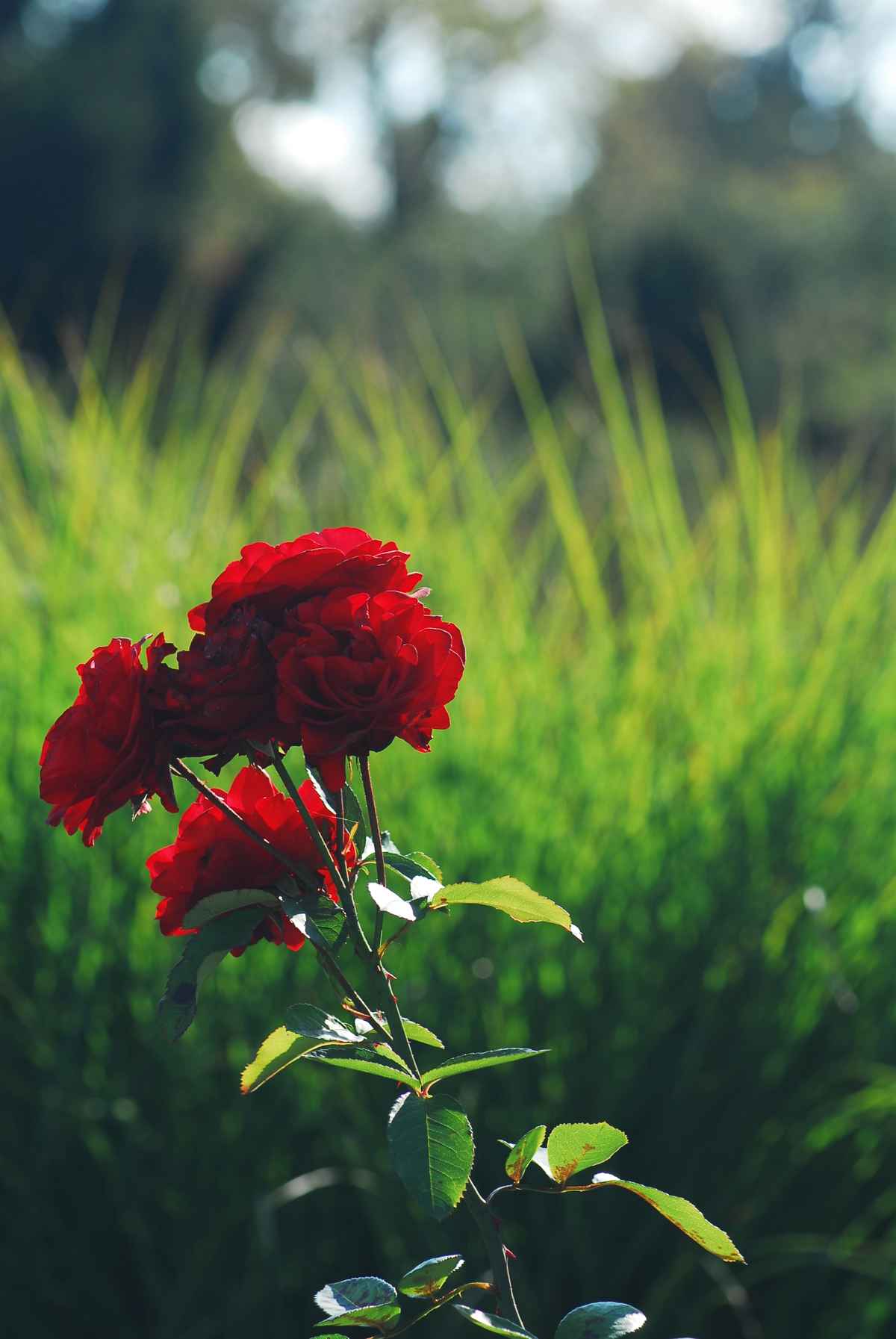 Rose