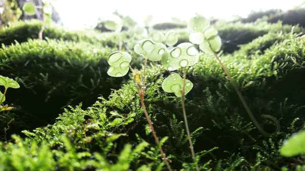 Raindrop Kisses