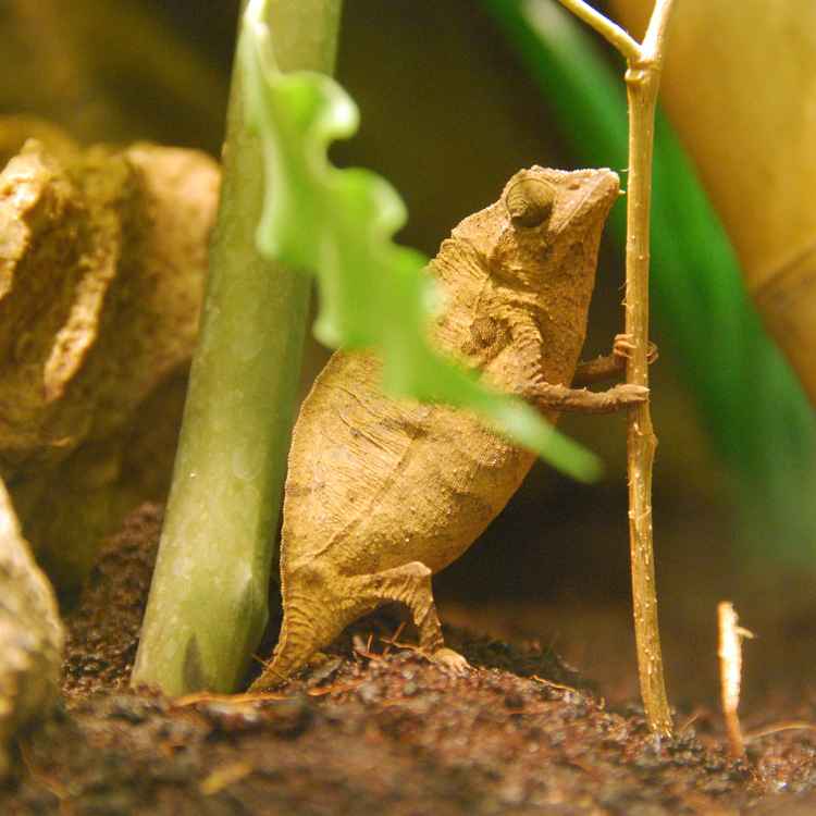 Stummelschwanzchamäleon