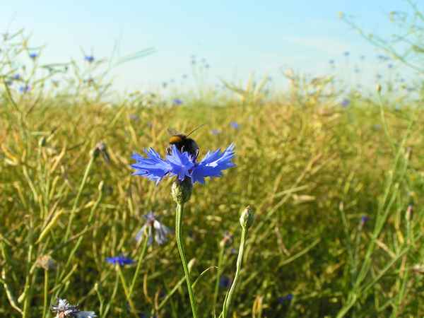 Hummel & Kornblume