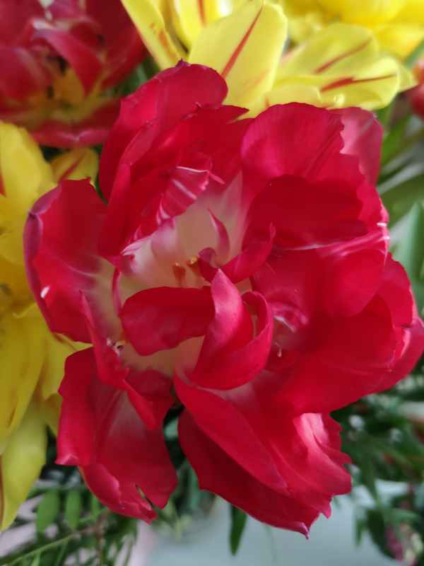 Tulpenblüte