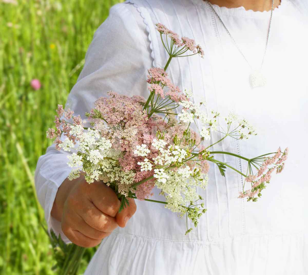Zarte Wiesenblumen