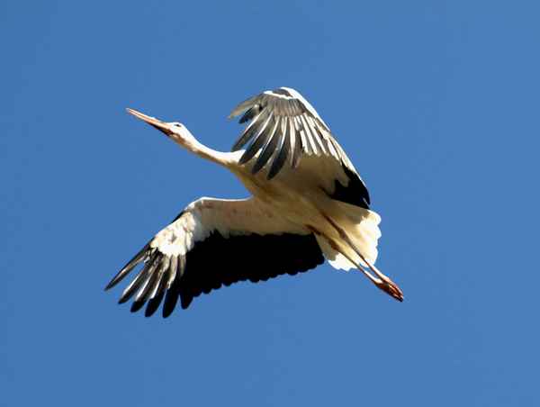Freiflug nach Afrika_2