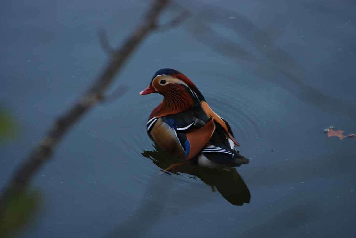 Was ist das für eine Ente?
