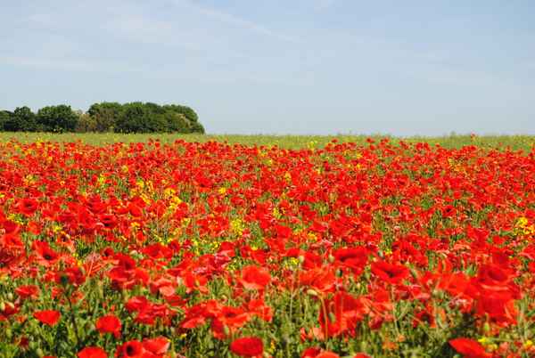 Mohnblumenfeld in Mecklenburg