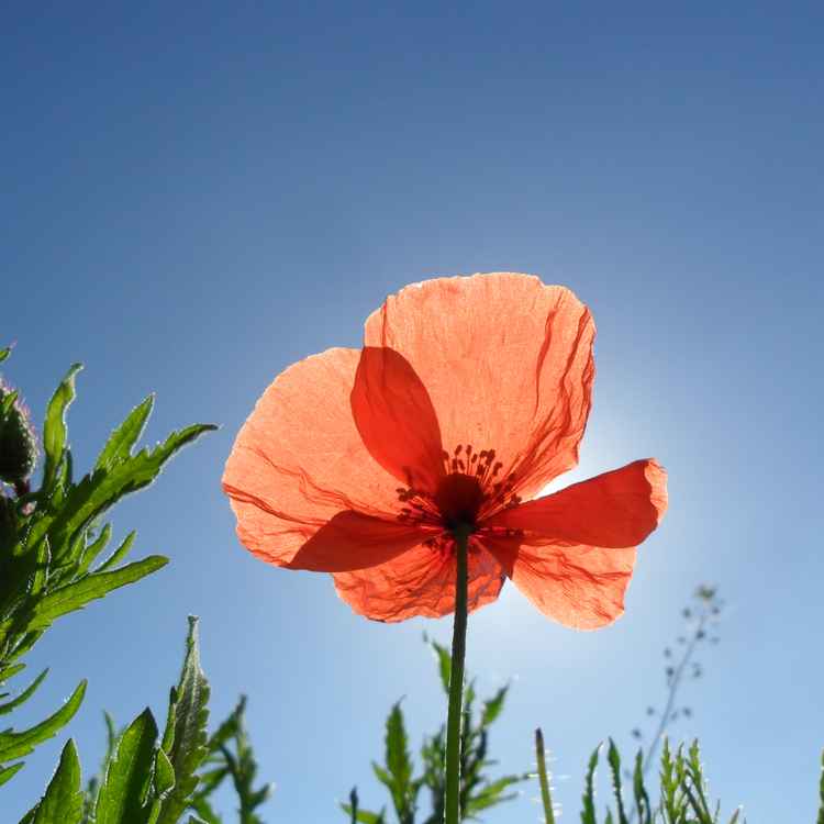 Mohnblume im Sonnenlicht