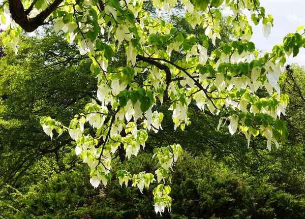 Blühender Taschentuchbaum . . . .