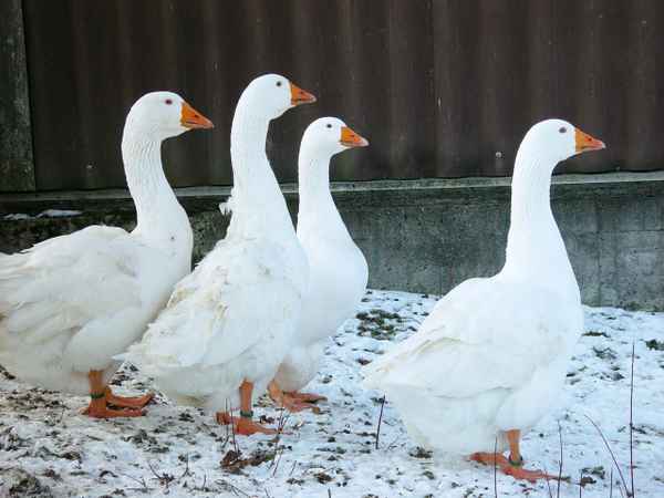  vier Gänse