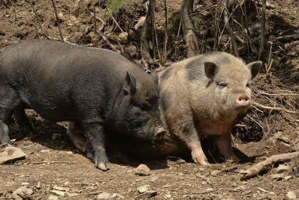 Hängebauchschweinfamilie