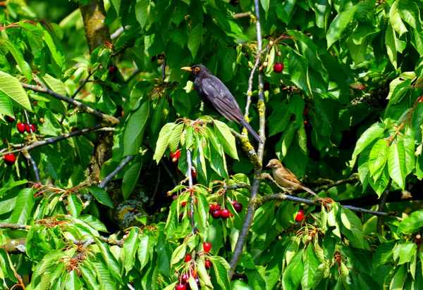 Die süßesten Kirschen