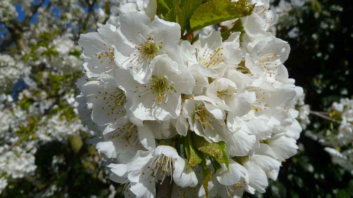 Kirschblüten in Hülle und Fülle