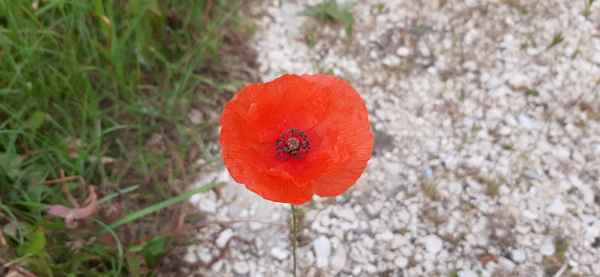 Mohnblume