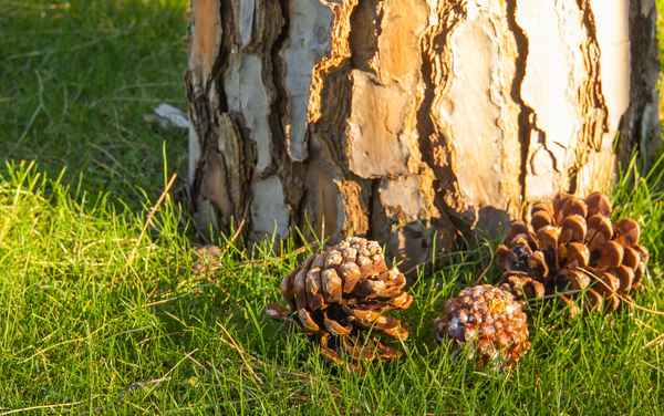 Kiefer / Pinie - Stamm und Zapfen