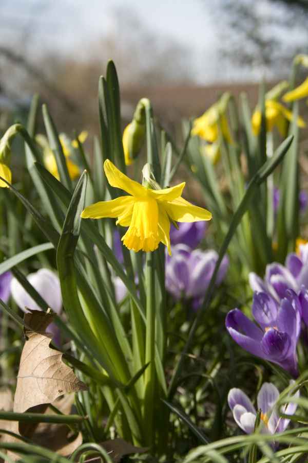 Frühling