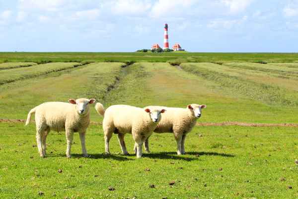 DIE DREI VON WESTERHEVER