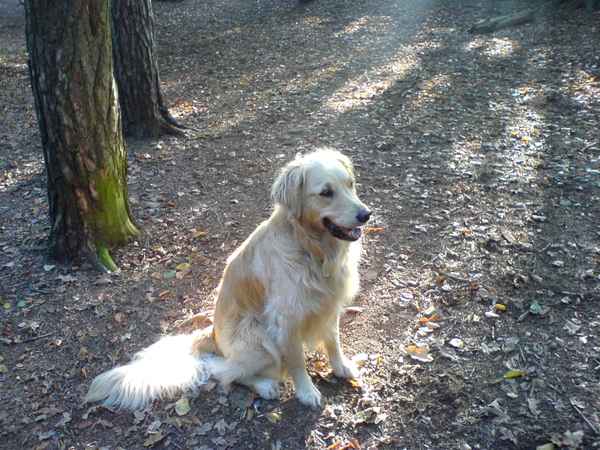 Krümel beim Morgenspaziergang