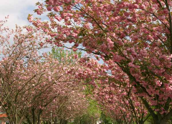 Japanische-Kirsche-Allee