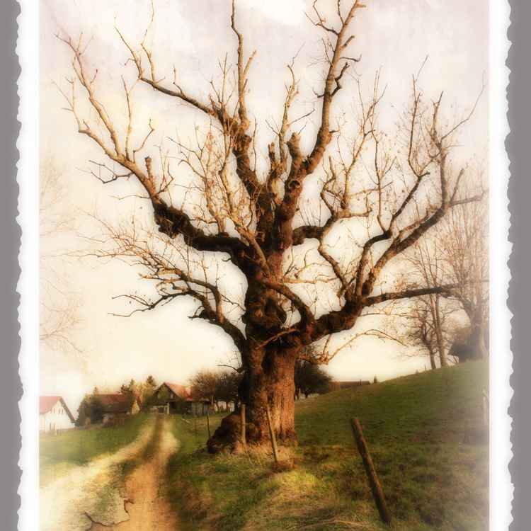 alter baum
