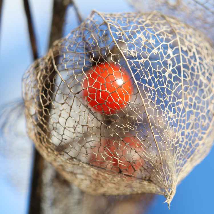 Physalis