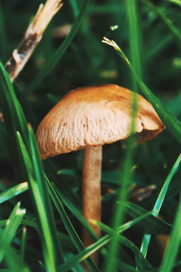Kleiner Pilz
