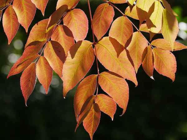 Herbstlaub im Garten