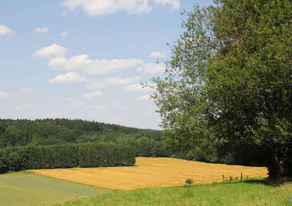 Sommer in Walchstadt...01