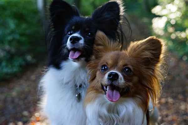 Das Powerduo