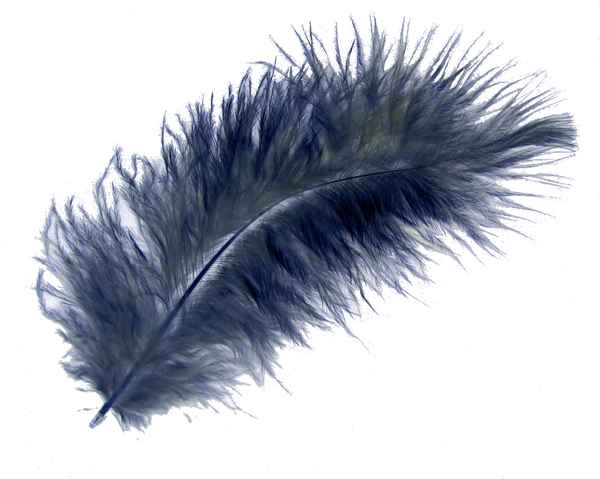 Feder graublau auf Weiss