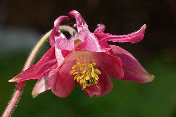 Akelei (Aquilegia)