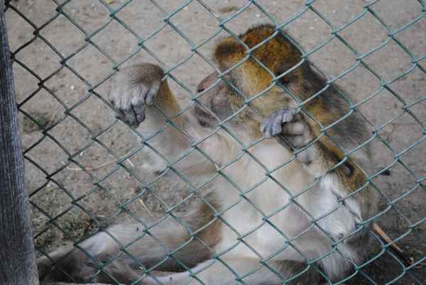 Affe hinter Gittern