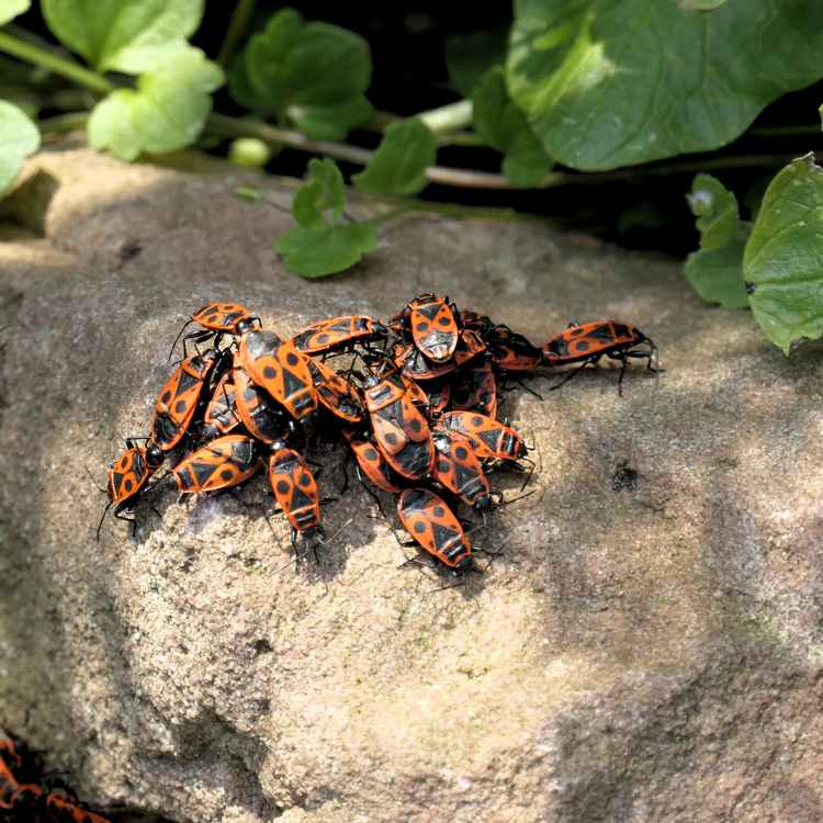 ein Haufen Feuerwanzen bei Sonnenbad