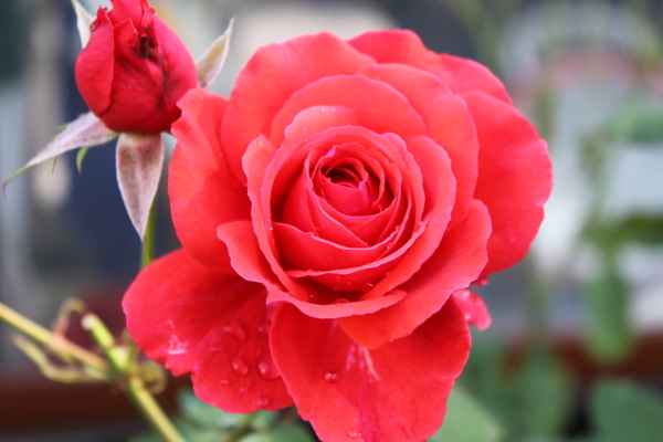 Rote Rose im Herbst