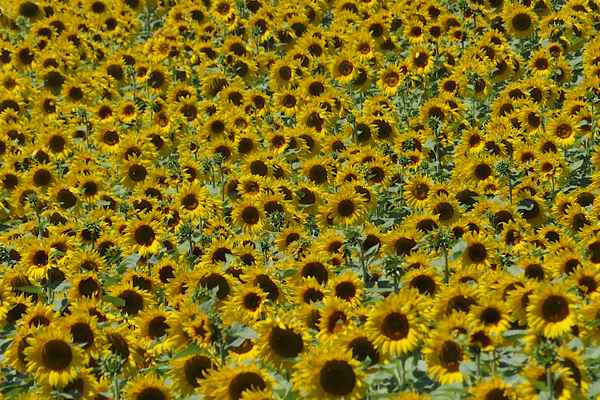 Sonnenblumen