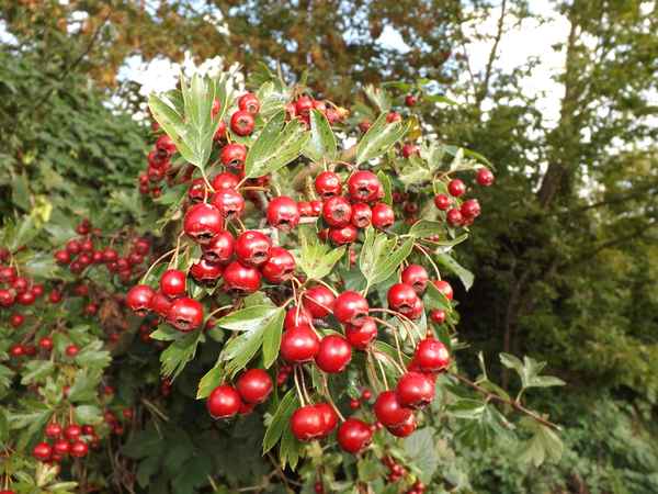 Weißdornbeeren