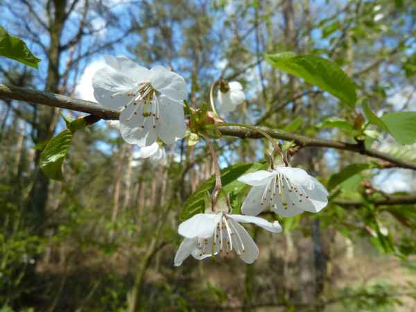 Der Frühling - ganz zart!