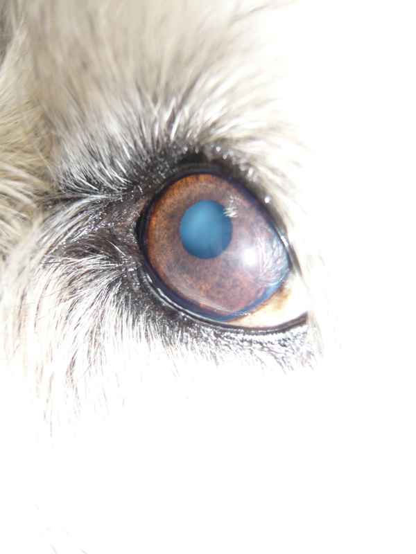 Lupos Blick